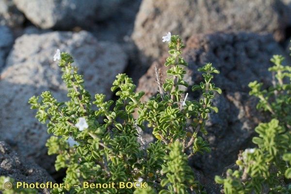 Satureja cuneifolia