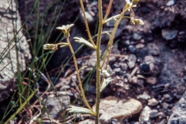 Wedgeleaf saxifrage