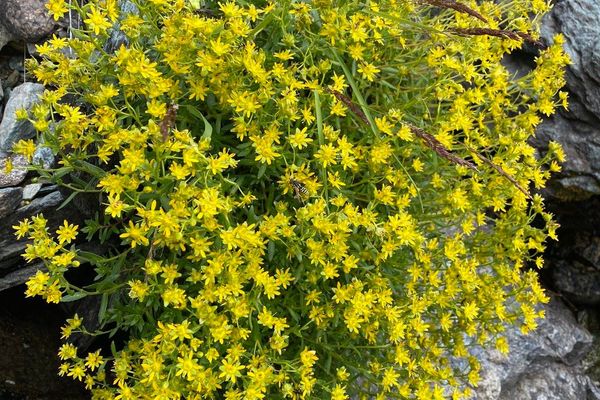 Yellow mountain saxifrage