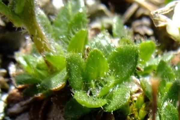 Scree saxifrage