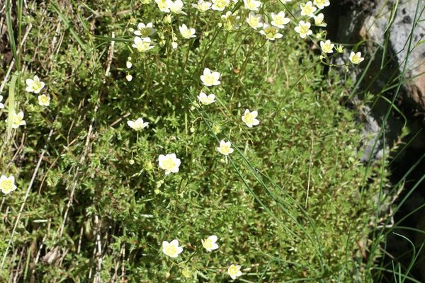 Stiff-haired saxifrage