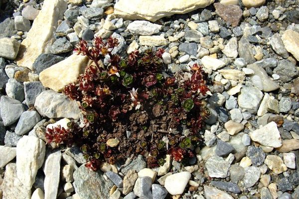 Saxifraga biflora