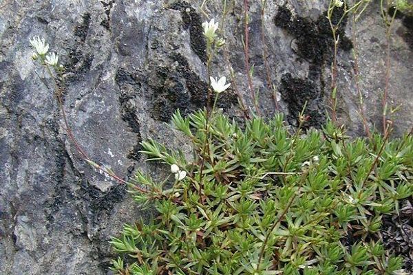Matted saxifrage