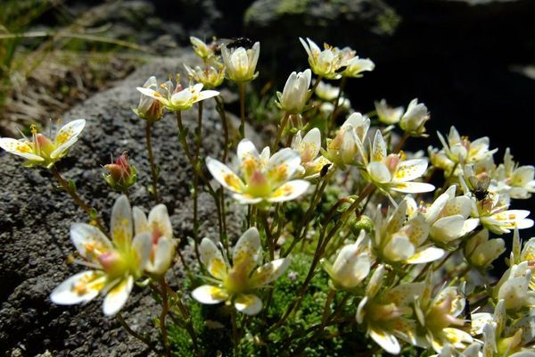 Moss saxifrage