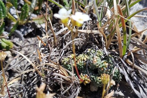 Saxifraga caesia
