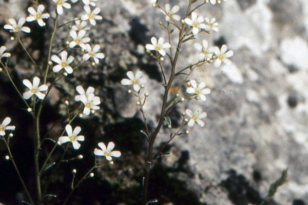 Limestone saxifrage