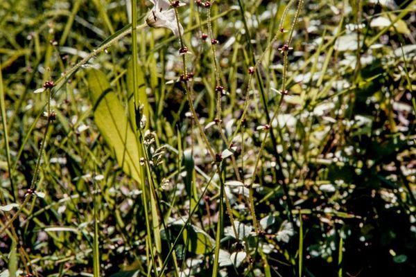 Nodding saxifrage