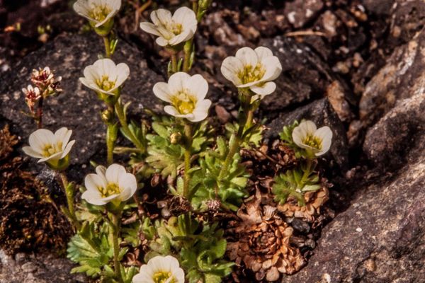 Tufted alpine saxifrage