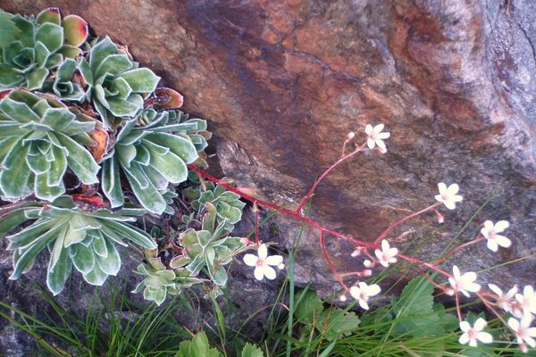Pyramidal saxifrage