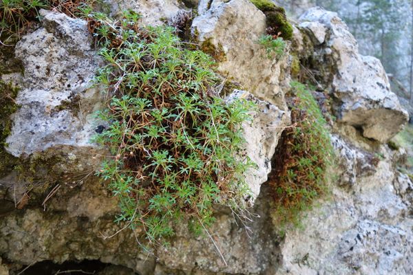 Saxifraga cuneata