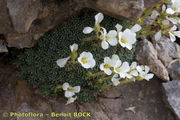 Saxifraga diapensioides