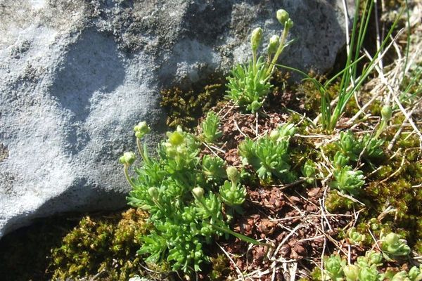 White saxifrage