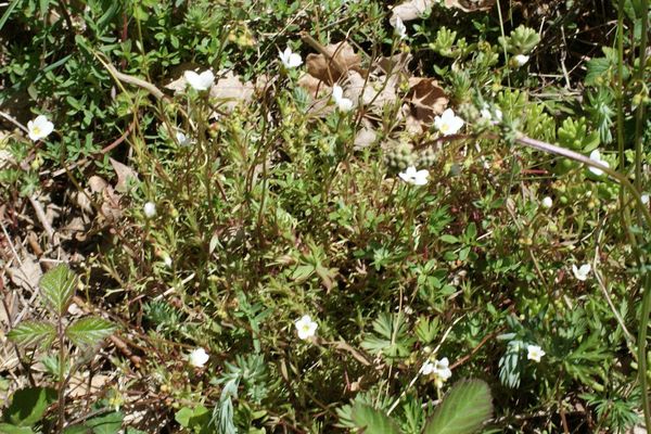 Saxifraga fragosoi