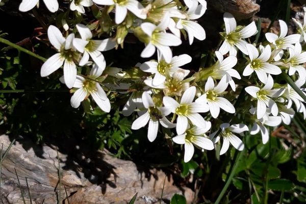Saxifraga geranioides
