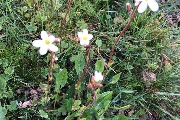Meadow saxifrage