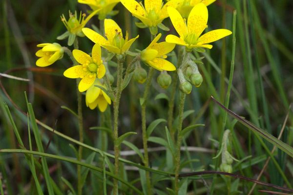 Marsh saxifrage