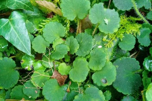 Kidney saxifrage