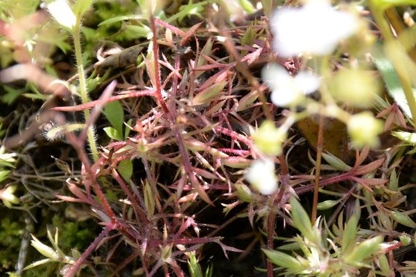 Mossy saxifrage