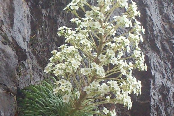Pyrenean saxifrage