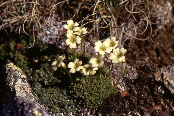 Saxifraga muscoides