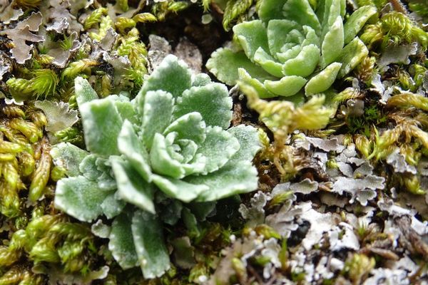 Lifelong saxifrage