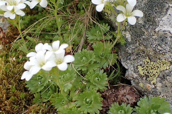 Saxifraga pedemontana