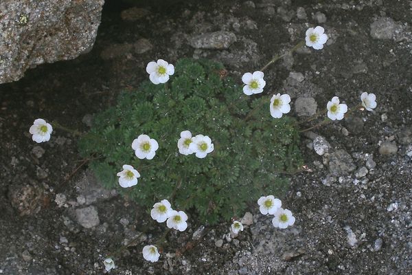Hairy saxifrage