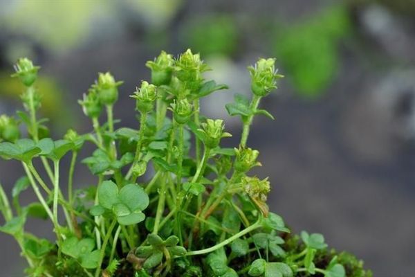 Weak saxifrage