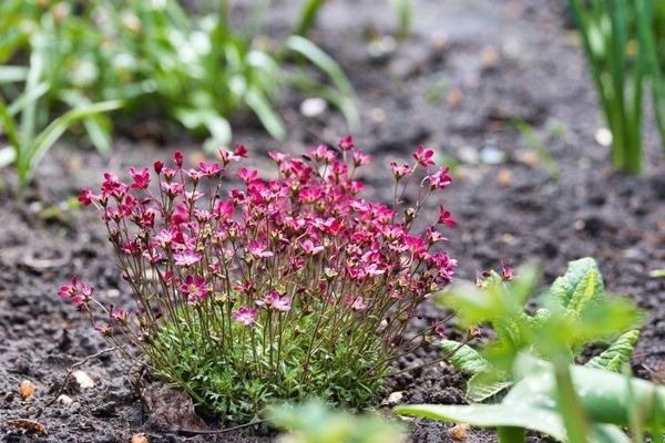 Irish saxifrage