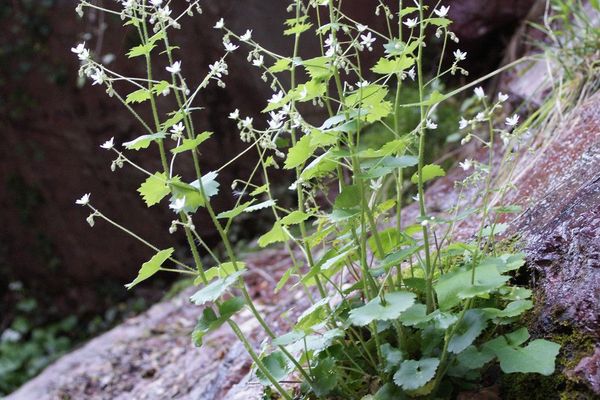 Round-leaf saxifrage