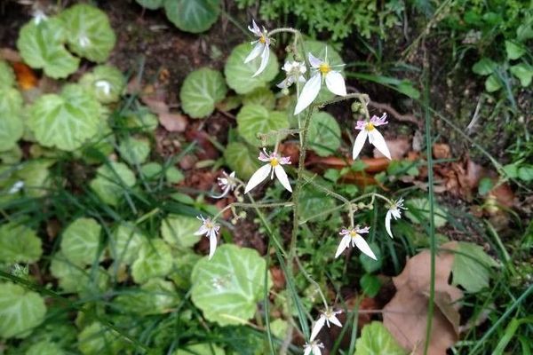 Creeping saxifrage