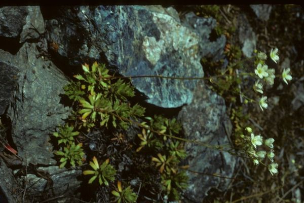 Prickly saxifrage