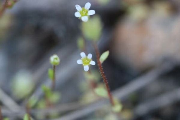 Rue-leaf saxifrage