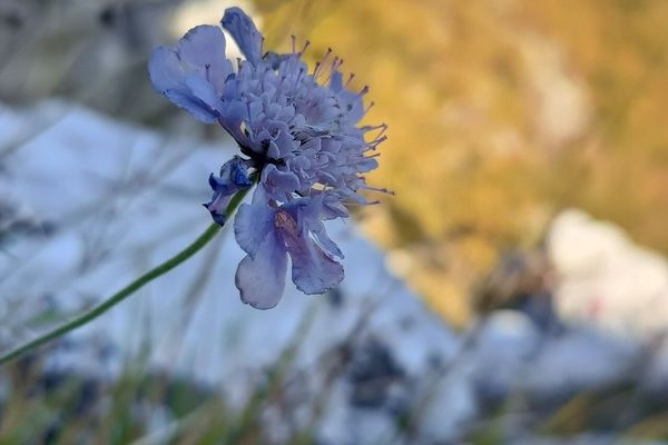 Scabiosa canescens