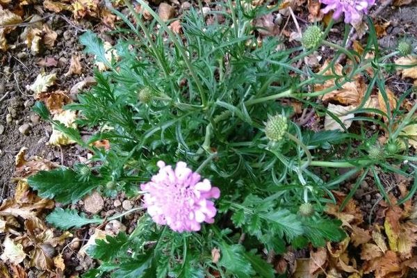 Pigeon's scabious