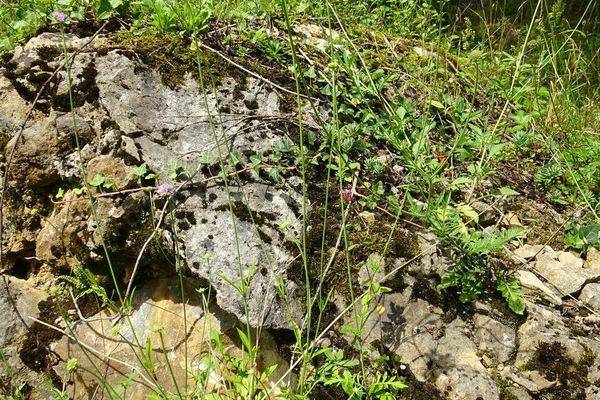 Shining scabious