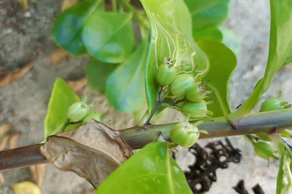 Sea lettucetree