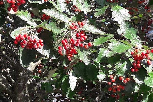 Swedish whitebeam