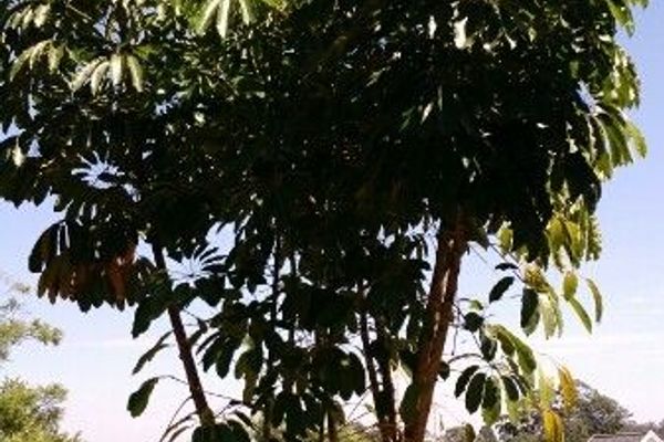 Australian cabbagetree