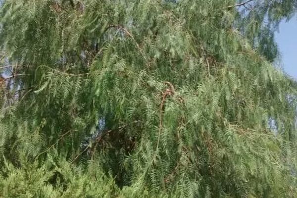 California peppertree