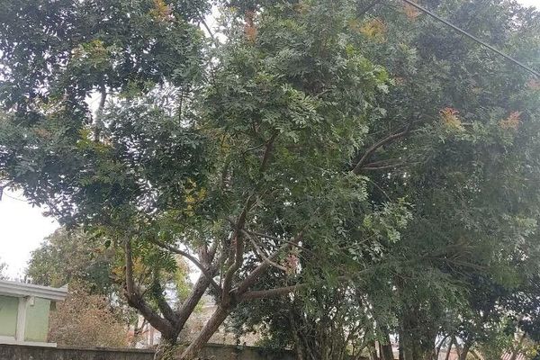 Brazilian peppertree