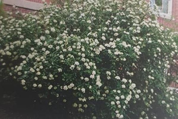 Magnolia-vine