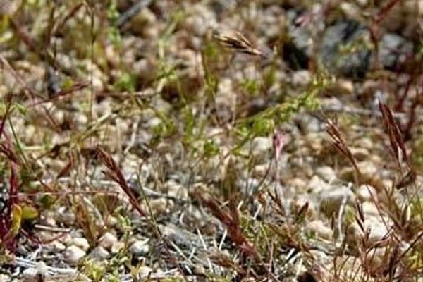 Arabian grass