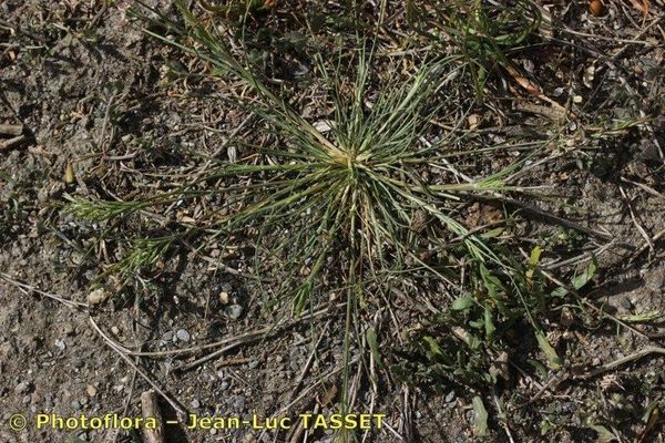Arabian grass