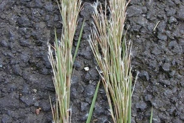 Colombian bluestem