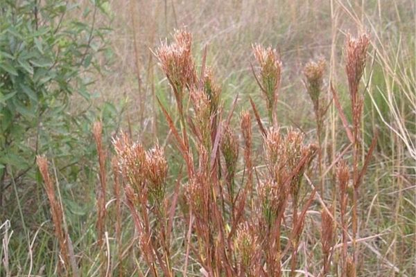 Schizachyrium microstachyum