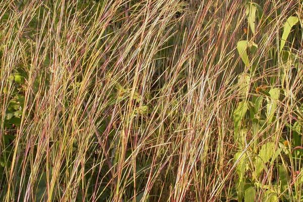 Prairie beard grass
