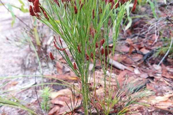 Schizaea dichotoma