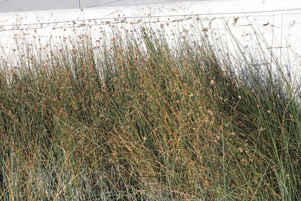 California bulrush