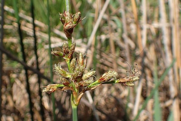 Great bulrush